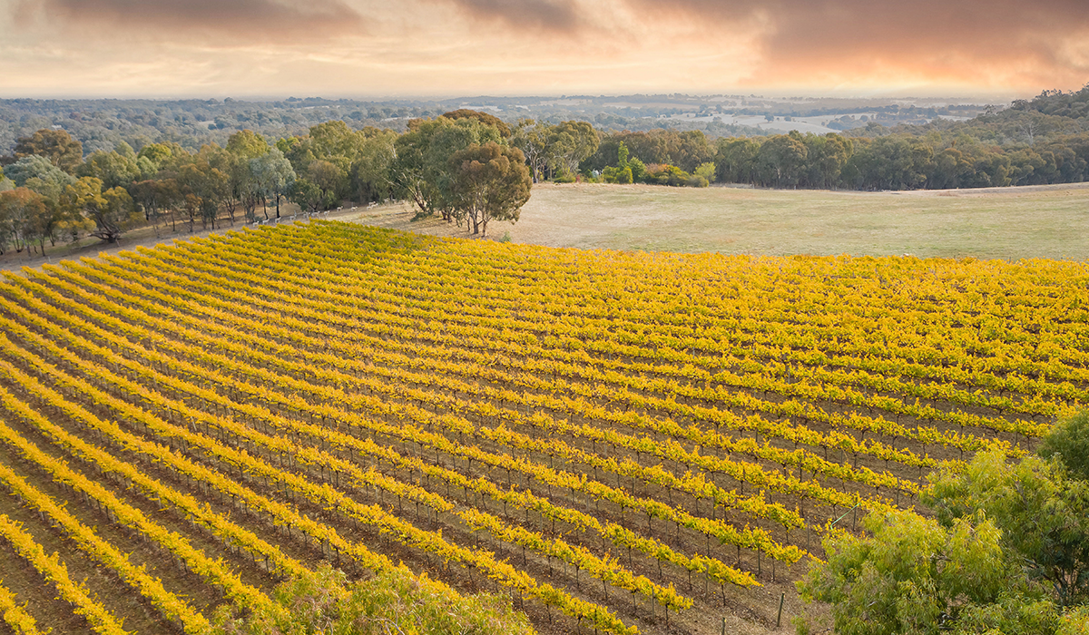 Serengale chardonnay vineyard